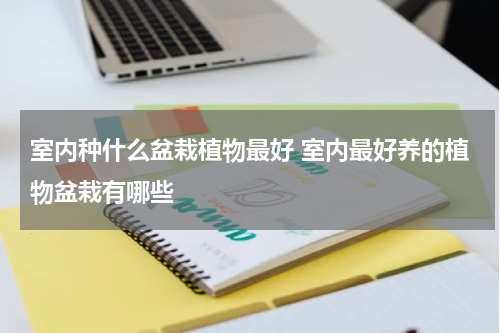室内种什么盆栽植物最好 室内最好养的植物盆栽有哪些