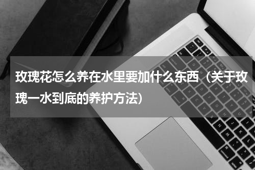 玫瑰花怎么养在水里要加什么东西（关于玫瑰一水到底的养护方法）