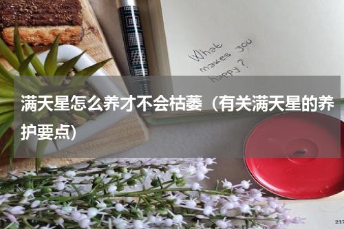 满天星怎么养才不会枯萎（有关满天星的养护要点）