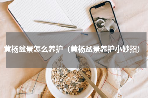 黄杨盆景怎么养护（黄杨盆景养护小妙招）