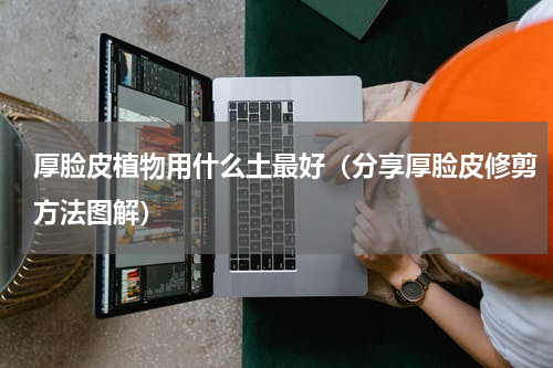 厚脸皮植物用什么土最好（分享厚脸皮修剪方法图解）