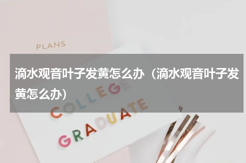 滴水观音叶子发黄怎么办（滴水观音叶子发黄怎么办）