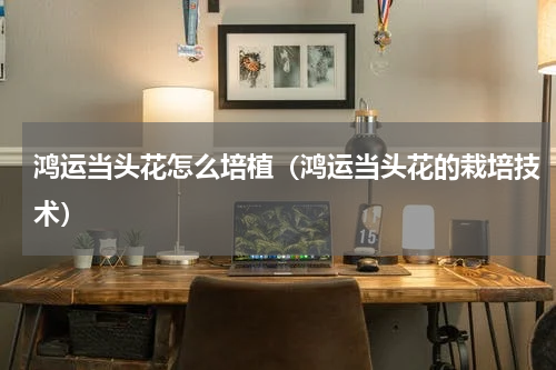 鸿运当头花怎么培植（鸿运当头花的栽培技术）