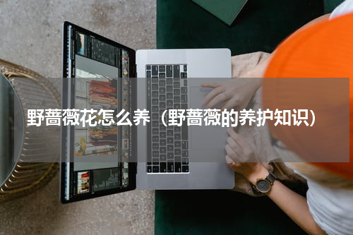野蔷薇花怎么养（野蔷薇的养护知识）
