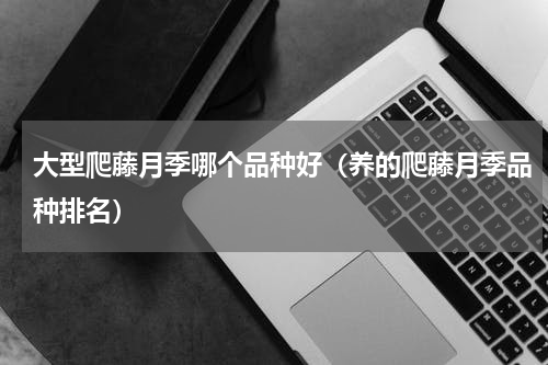 大型爬藤月季哪个品种好（养的爬藤月季品种排名）