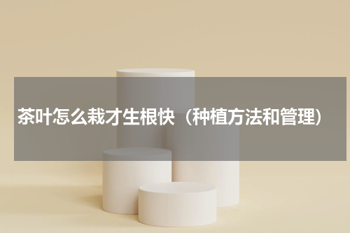 茶叶怎么栽才生根快（种植方法和管理）