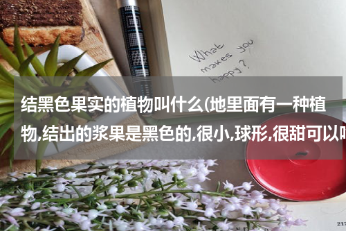结黑色果实的植物叫什么(地里面有一种植物,结出的浆果是黑色的,很小,球形,很甜可以吃,夏天长的！)