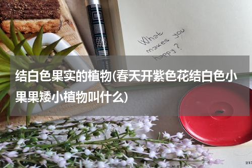 结白色果实的植物(春天开紫色花结白色小果果矮小植物叫什么)
