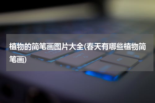植物的简笔画图片大全(春天有哪些植物简笔画)