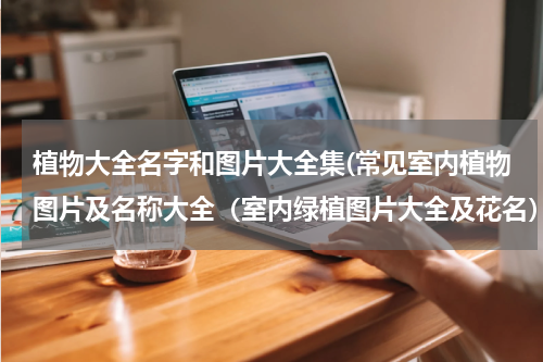 植物大全名字和图片大全集(常见室内植物图片及名称大全（室内绿植图片大全及花名）)
