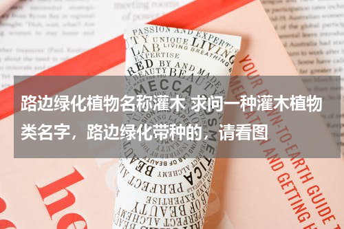 路边绿化植物名称灌木 求问一种灌木植物类名字，路边绿化带种的，请看图