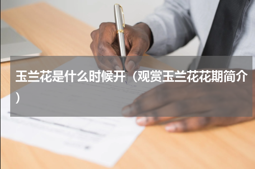 玉兰花是什么时候开（观赏玉兰花花期简介）
