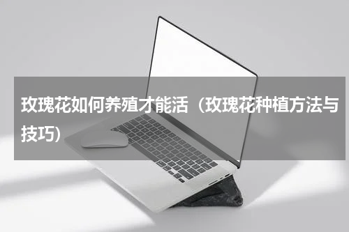 玫瑰花如何养殖才能活（玫瑰花种植方法与技巧）