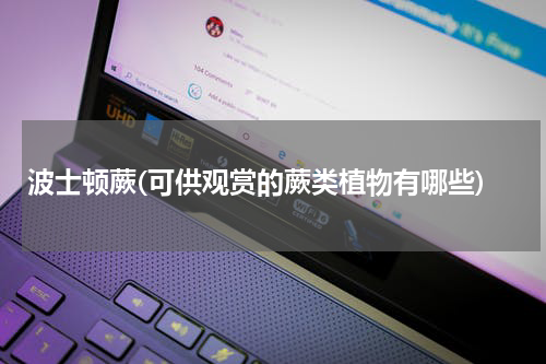 波士顿蕨(可供观赏的蕨类植物有哪些)
