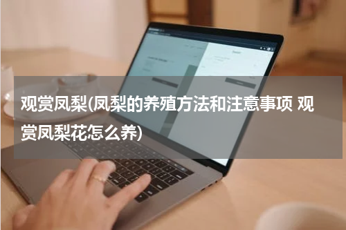观赏凤梨(凤梨的养殖方法和注意事项 观赏凤梨花怎么养)