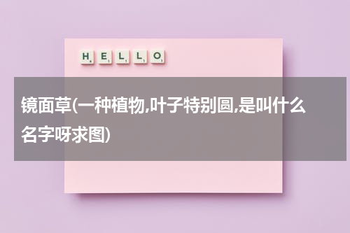 镜面草(一种植物,叶子特别圆,是叫什么名字呀求图)