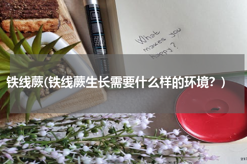 铁线蕨(铁线蕨生长需要什么样的环境？)
