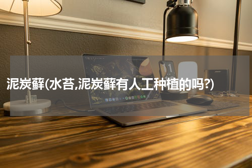 泥炭藓(水苔,泥炭藓有人工种植的吗?)