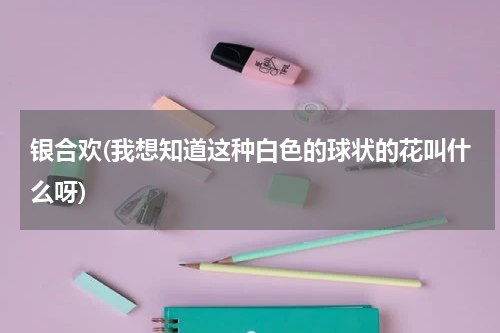 银合欢(我想知道这种白色的球状的花叫什么呀)
