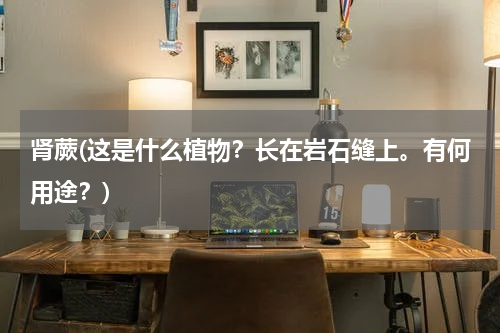 肾蕨(这是什么植物？长在岩石缝上。有何用途？)