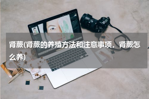 肾蕨(肾蕨的养殖方法和注意事项，肾蕨怎么养)