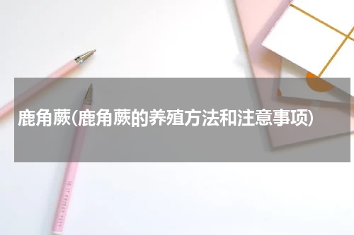 鹿角蕨(鹿角蕨的养殖方法和注意事项)