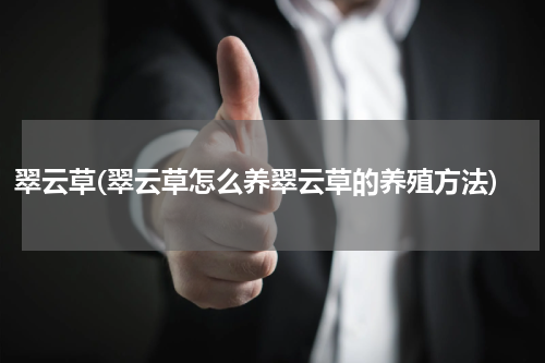 翠云草(翠云草怎么养翠云草的养殖方法)