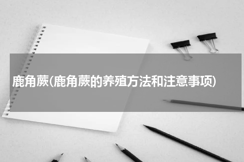 鹿角蕨(鹿角蕨的养殖方法和注意事项)