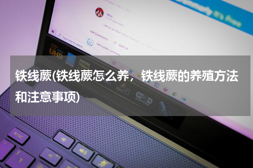 铁线蕨(铁线蕨怎么养，铁线蕨的养殖方法和注意事项)