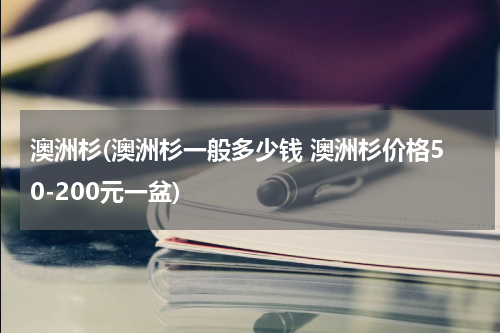 澳洲杉(澳洲杉一般多少钱 澳洲杉价格50-200元一盆)