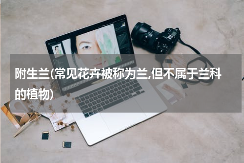 附生兰(常见花卉被称为兰,但不属于兰科的植物)