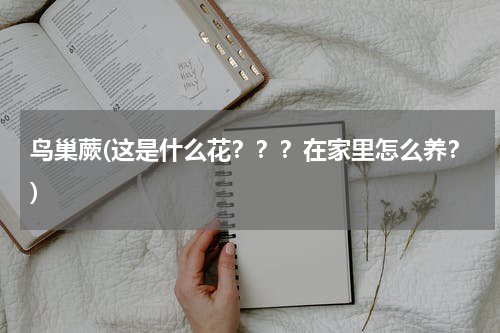 鸟巢蕨(这是什么花？？？在家里怎么养？)