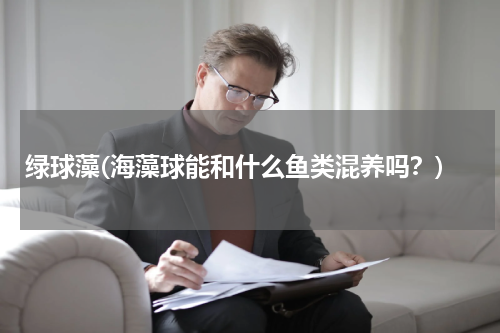 绿球藻(海藻球能和什么鱼类混养吗？)