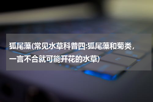 狐尾藻(常见水草科普四:狐尾藻和菊类，一言不合就可能开花的水草)