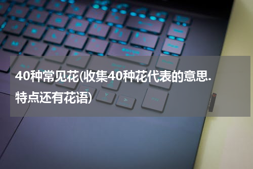 40种常见花(收集40种花代表的意思.特点还有花语)