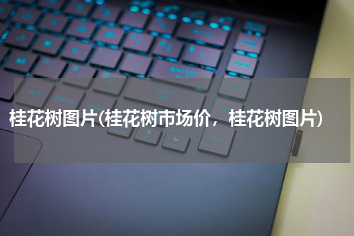 桂花树图片(桂花树市场价，桂花树图片)