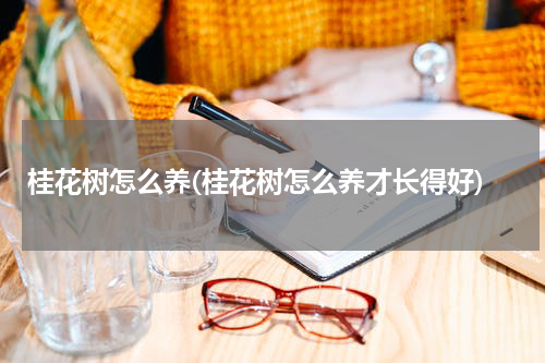 桂花树怎么养(桂花树怎么养才长得好)