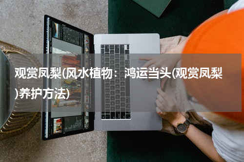 观赏凤梨(风水植物：鸿运当头(观赏凤梨)养护方法)