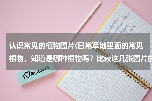 认识常见的植物图片(日常草地里面的常见植物，知道是哪种植物吗？比较这几张图片的异同？)