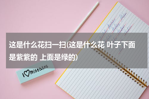 这是什么花扫一扫(这是什么花 叶子下面是紫紫的 上面是绿的)