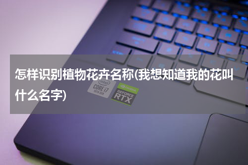 怎样识别植物花卉名称(我想知道我的花叫什么名字)