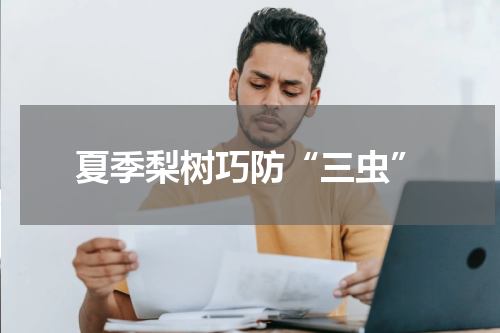 夏季梨树巧防“三虫”