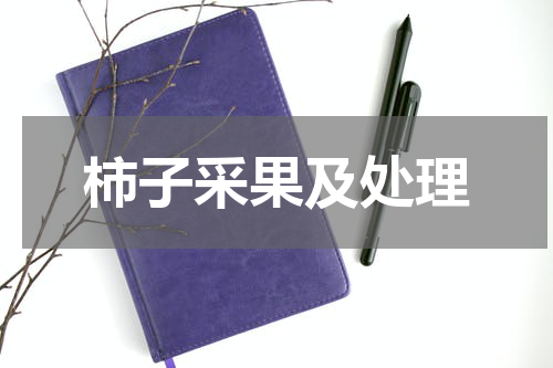 柿子采果及处理