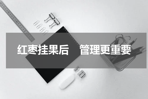 红枣挂果后　管理更重要