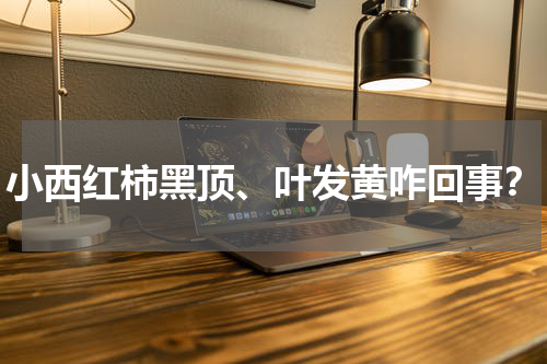 小西红柿黑顶、叶发黄咋回事？
