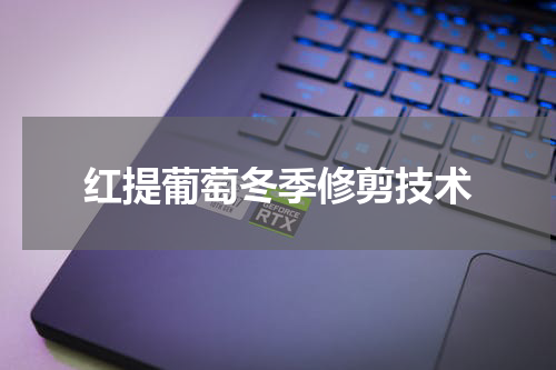 红提葡萄冬季修剪技术