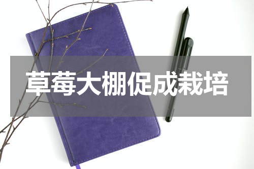 草莓大棚促成栽培