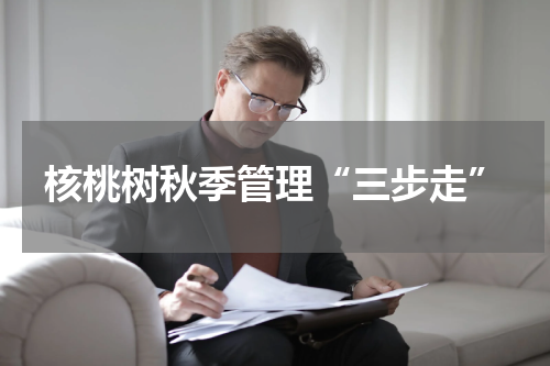 核桃树秋季管理“三步走”