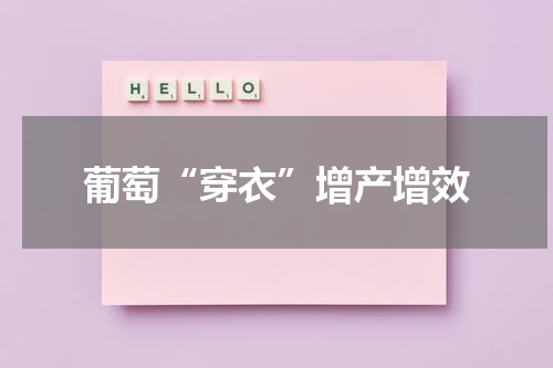 葡萄“穿衣”增产增效