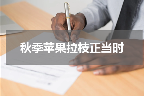 秋季苹果拉枝正当时